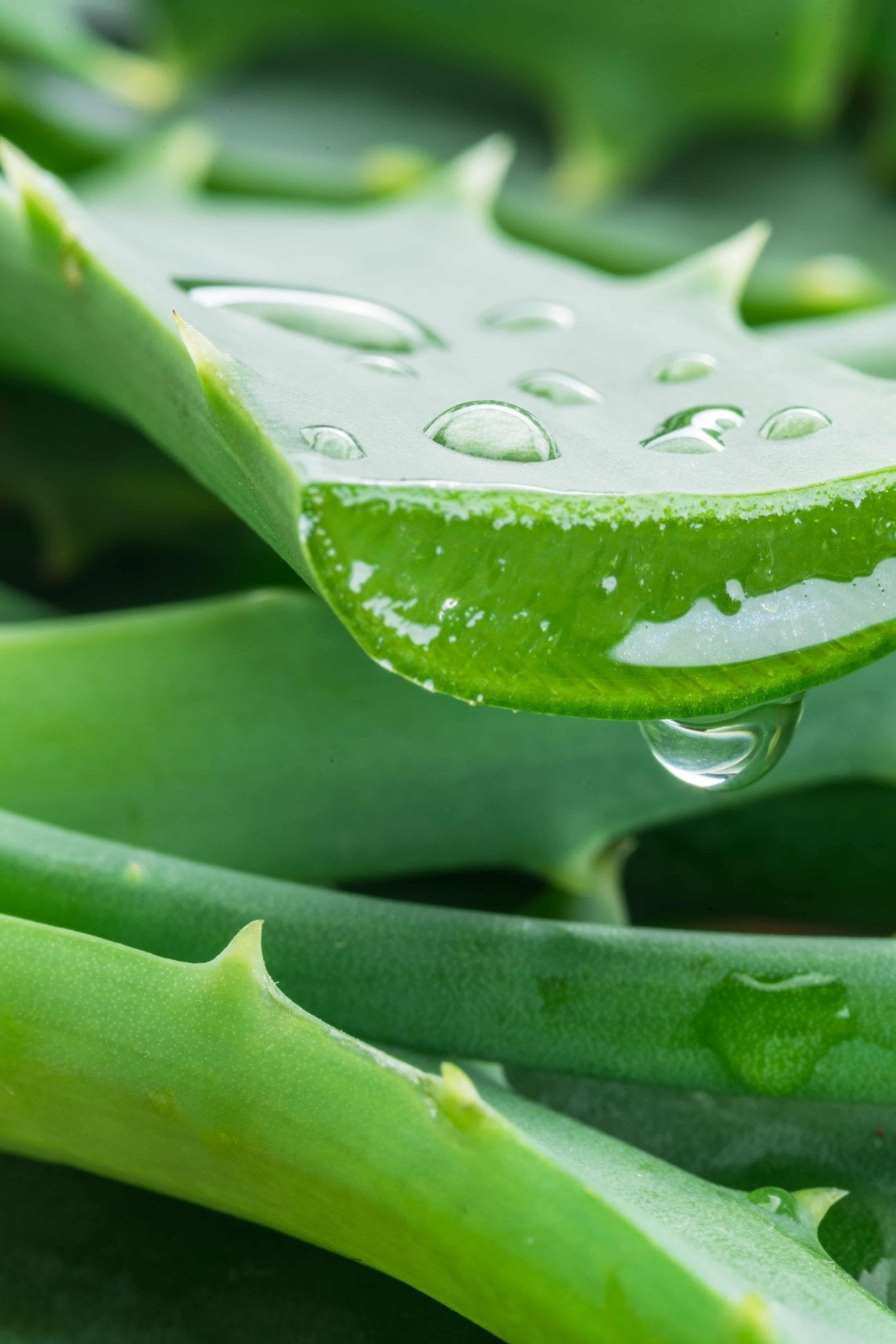 Hello Aloe - Why this is my favourite ingredient
