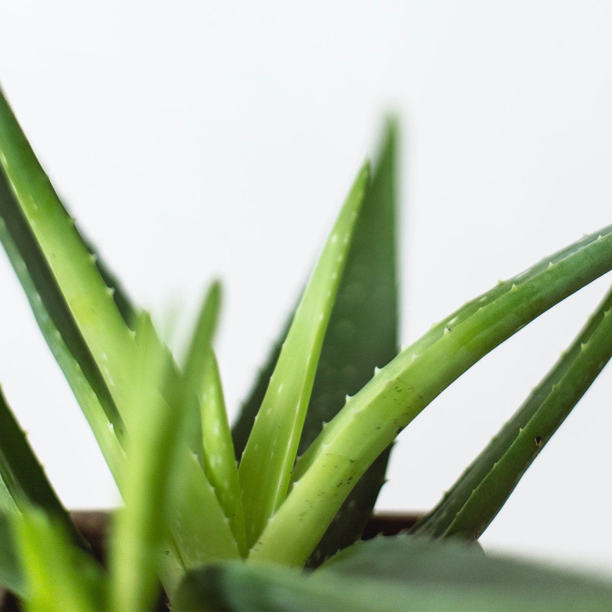 aloe vera in skincare